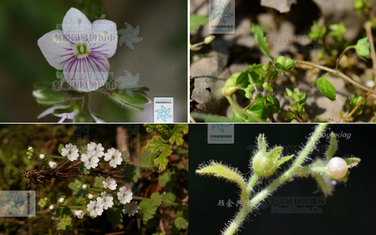 真假難辨，我可能養(yǎng)了“假”植物