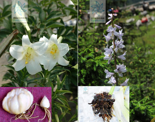 真假難辨，我可能養(yǎng)了“假”植物