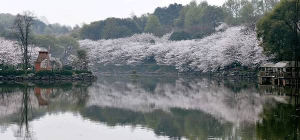 湖南省植物園的櫻花綻放