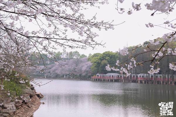 湖南省植物園的櫻花綻放