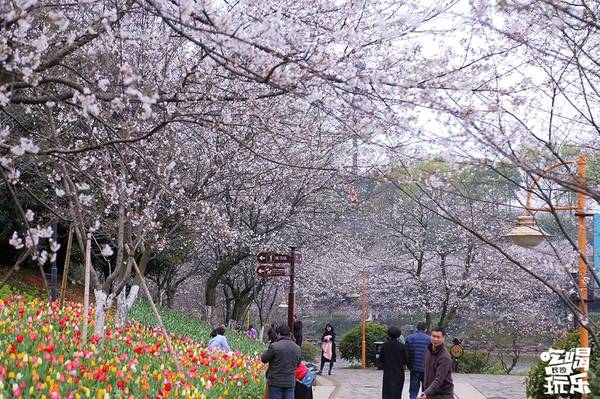 湖南省植物園的櫻花綻放