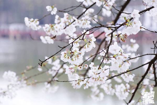湖南省植物園的櫻花綻放