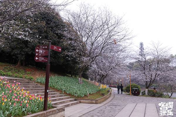 湖南省植物園的櫻花綻放