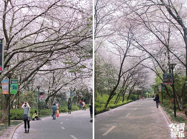 湖南省植物園的櫻花綻放