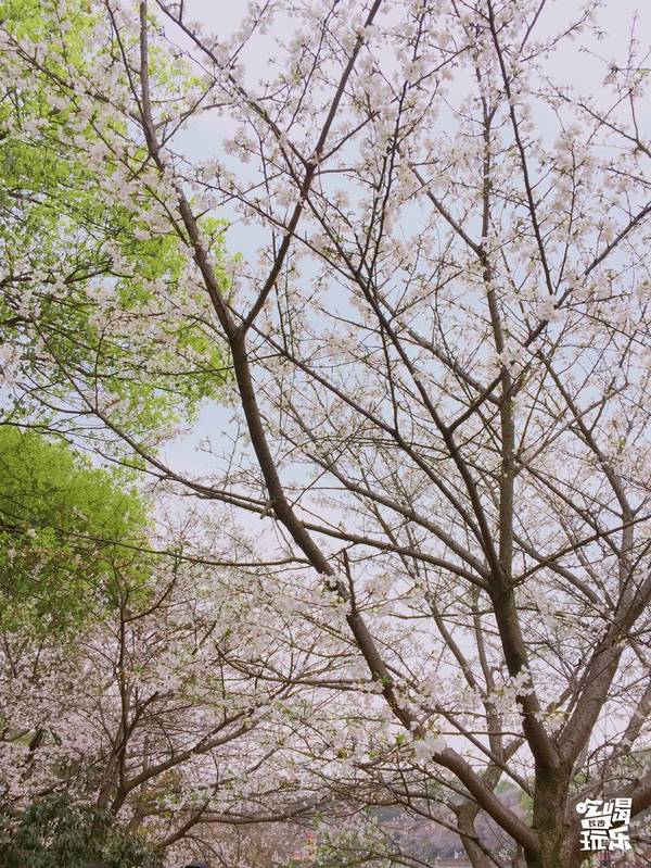 湖南省植物園的櫻花綻放