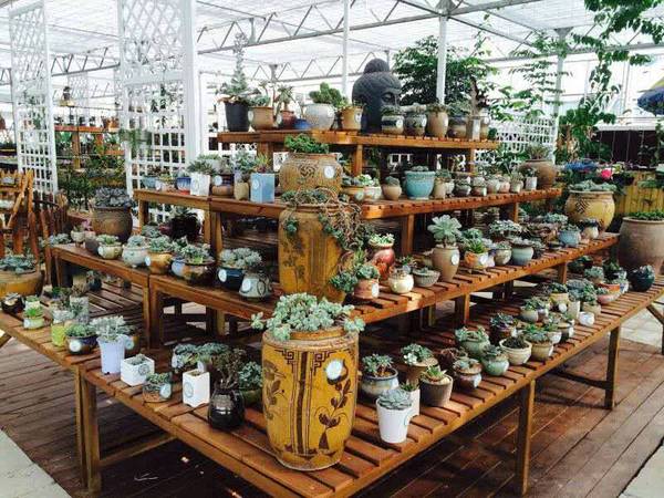 湖南省植物園的櫻花綻放