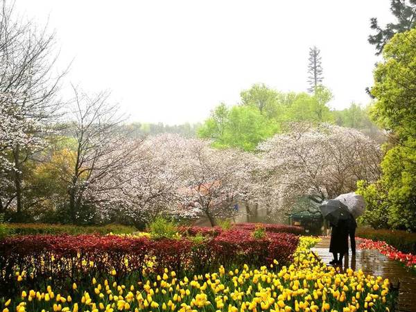 湖南省植物園的櫻花綻放