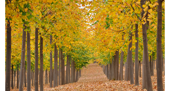 金秋又一主力樹種,媲美銀杏