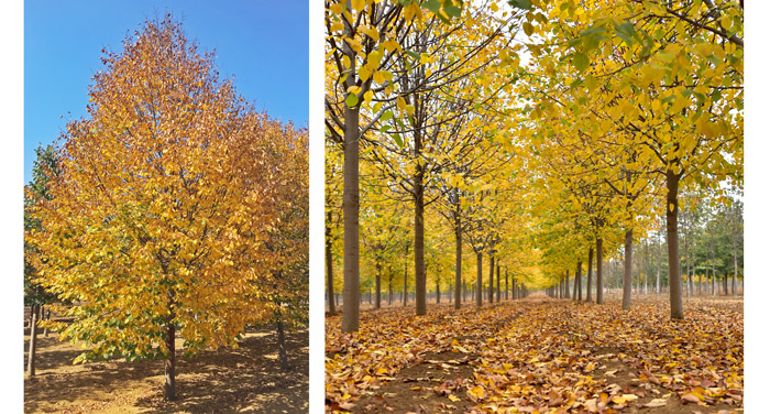 金秋又一主力樹種,媲美銀杏