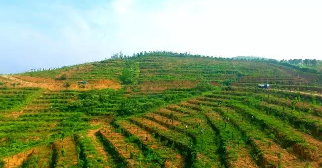 株洲十萬畝荒山變園林，將打造成5A景區