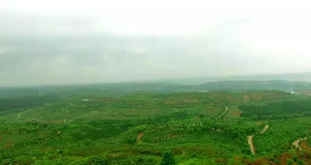 株洲十萬畝荒山變園林，將打造成5A景區