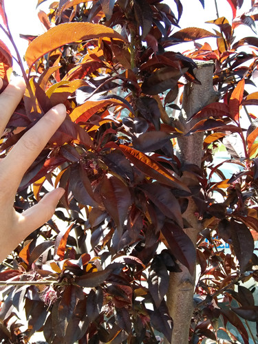 開啟園林植保高工效時(shí)代——城市園林植保用藥的革新