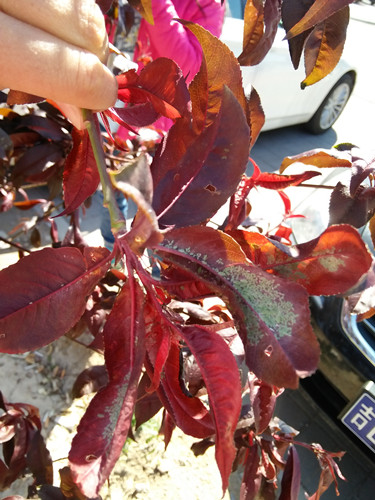 開啟園林植保高工效時(shí)代——城市園林植保用藥的革新