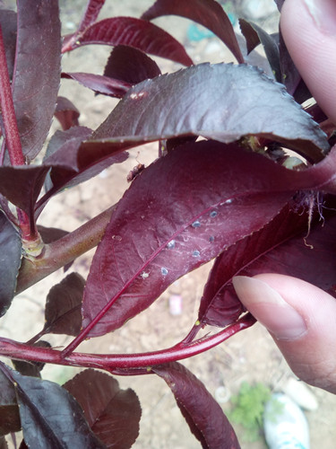 開啟園林植保高工效時(shí)代——城市園林植保用藥的革新