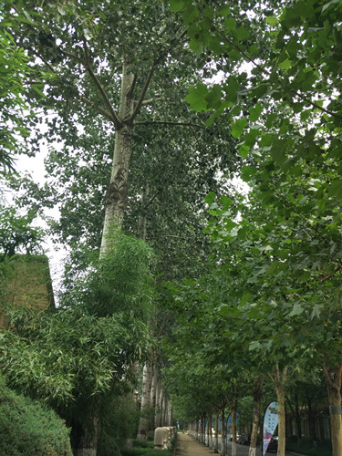 開啟園林植保高工效時(shí)代——城市園林植保用藥的革新