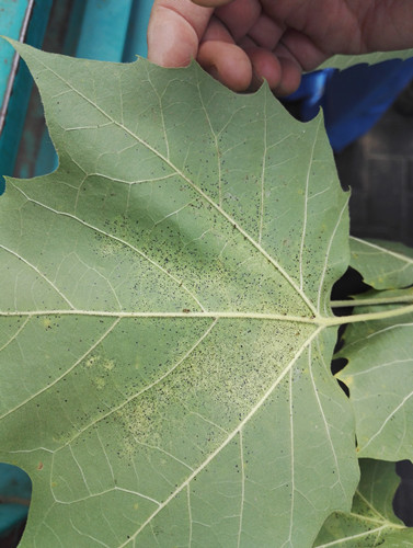 開啟園林植保高工效時(shí)代——城市園林植保用藥的革新