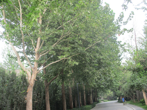 開啟園林植保高工效時(shí)代——城市園林植保用藥的革新