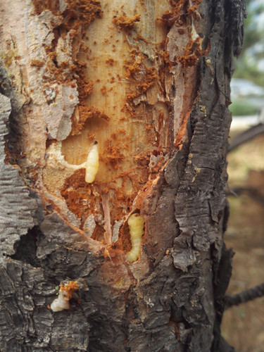 開啟園林植保高工效時(shí)代——城市園林植保用藥的革新