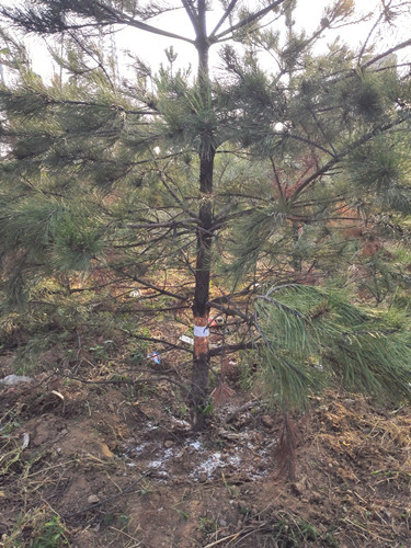 開啟園林植保高工效時(shí)代——城市園林植保用藥的革新