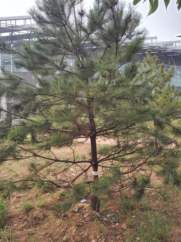 開啟園林植保高工效時(shí)代——城市園林植保用藥的革新