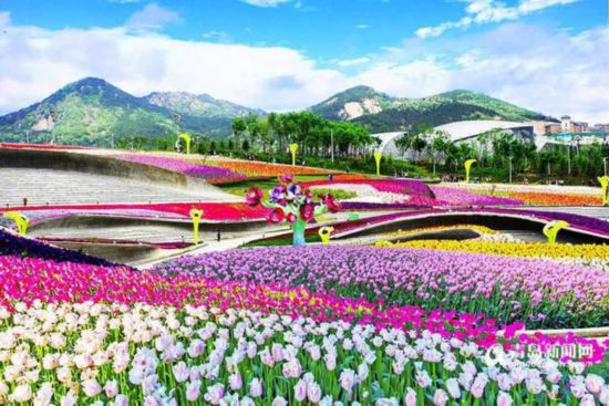 青島世博園：百萬歐洲名貴花卉7號(hào)齊綻放