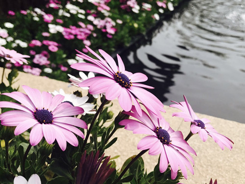 與大師同行 北京精品園林考察活動圓滿結(jié)束