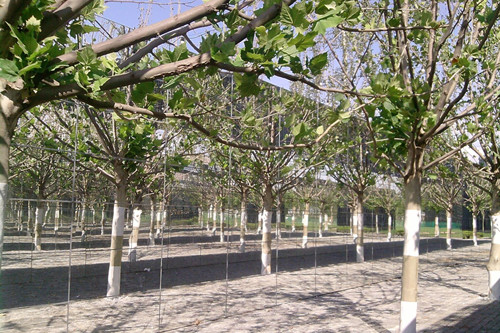 與大師同行 北京精品園林考察活動圓滿結(jié)束