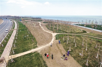 生態(tài)城東堤公園 綠化本月底完成