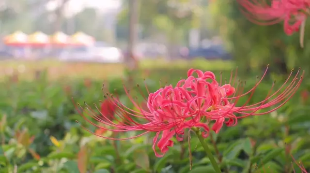 這些美麗卻危險的花木,注意保持距離!