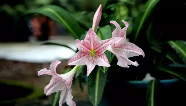 這些美麗卻危險的花木，注意保持距離！