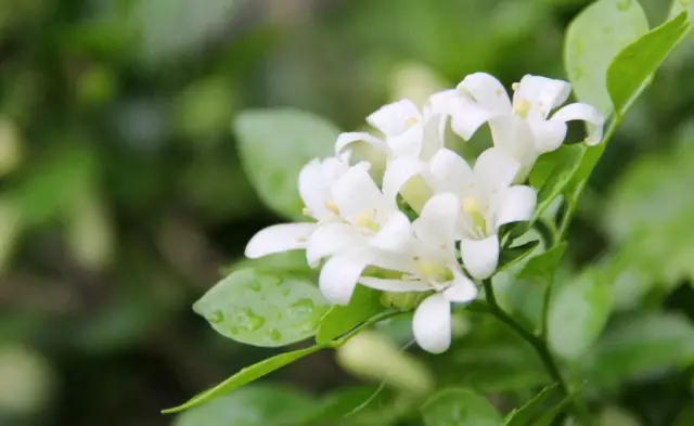 這些美麗卻危險的花木，注意保持距離！