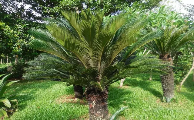 這些美麗卻危險的花木，注意保持距離！