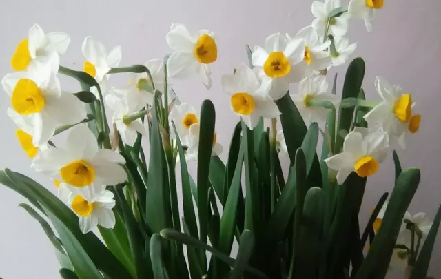 這些美麗卻危險的花木,注意保持距離!