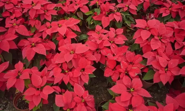 這些美麗卻危險的花木,注意保持距離!