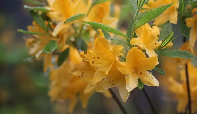 這些美麗卻危險的花木,注意保持距離!