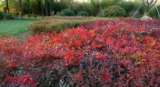 這些美麗卻危險的花木,注意保持距離!