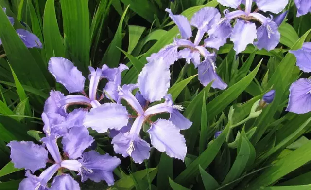 這些美麗卻危險(xiǎn)的花木,注意保持距離!