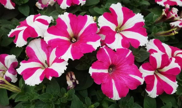 這些美麗卻危險(xiǎn)的花木,注意保持距離!