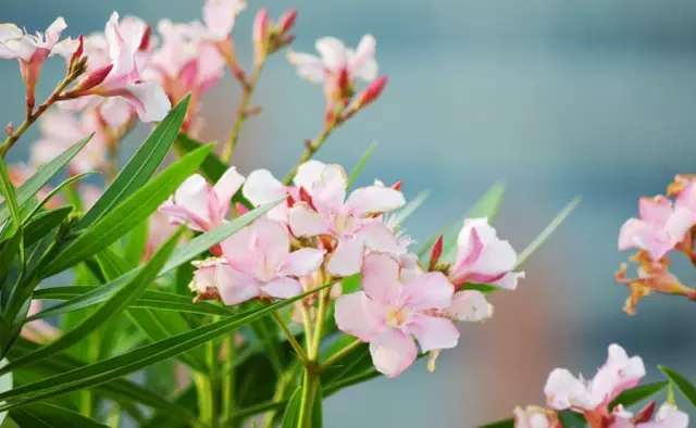 這些美麗卻危險(xiǎn)的花木,注意保持距離!