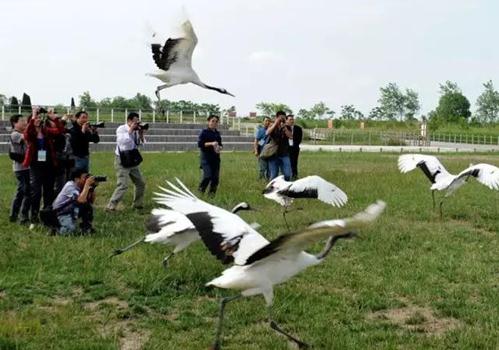 江蘇國家級自然保護區入圍世界遺產預備名單