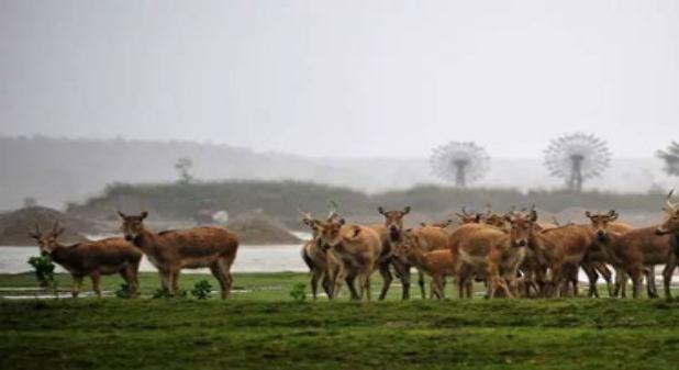 江蘇國家級自然保護區入圍世界遺產預備名單
