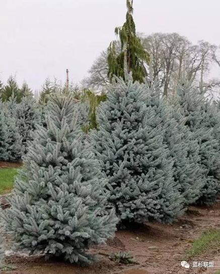 藍衫:百搭的園林觀賞樹種