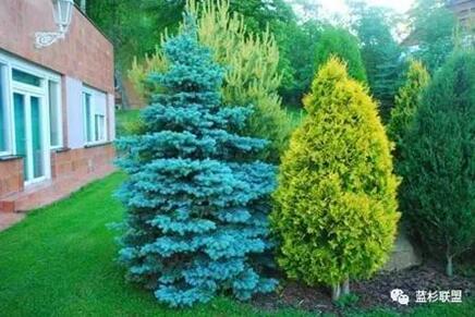 藍衫：百搭的園林觀賞樹種