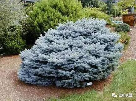 藍衫:百搭的園林觀賞樹種