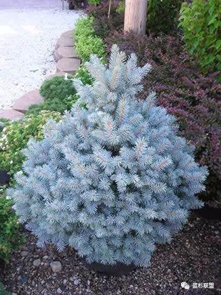 藍衫:百搭的園林觀賞樹種