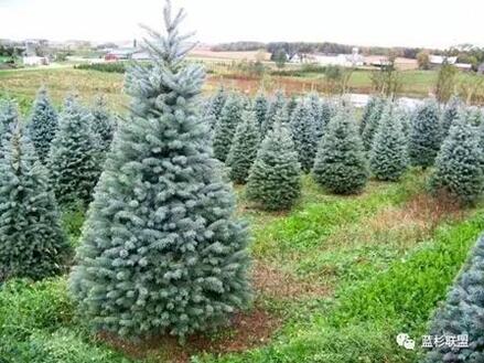 藍衫:百搭的園林觀賞樹種