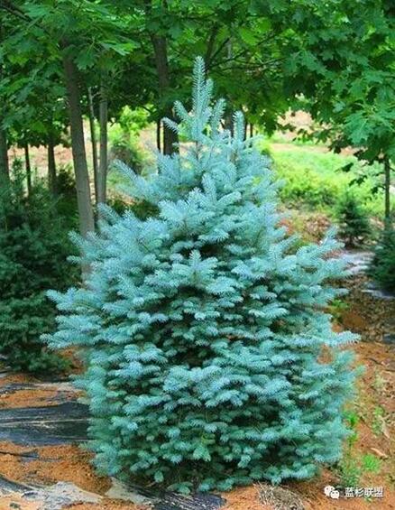 藍衫:百搭的園林觀賞樹種