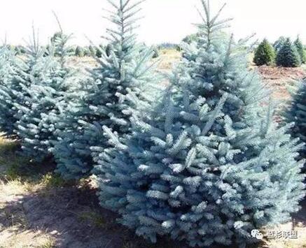 藍衫:百搭的園林觀賞樹種