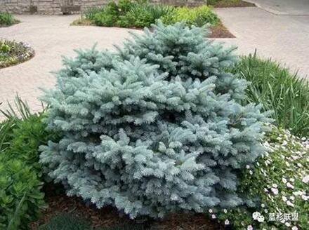 藍衫:百搭的園林觀賞樹種