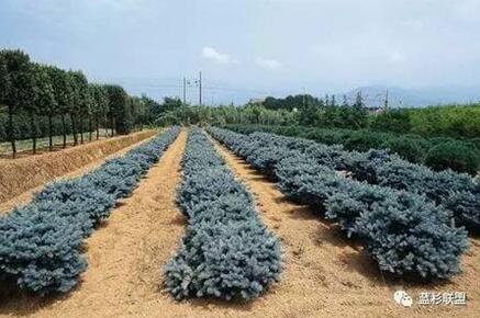 藍衫：百搭的園林觀賞樹種